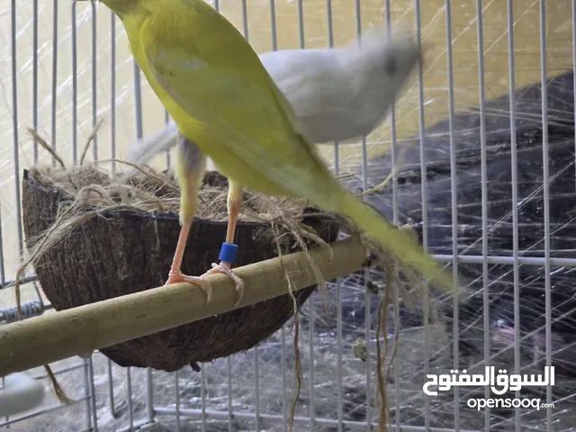 متوفر جوزين مع فحل جاهز بالشارقة