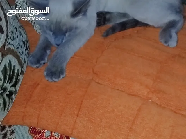 قطة للبيع. سيامو