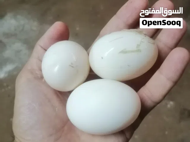 بشوش بكيني نثيتين وفحل
