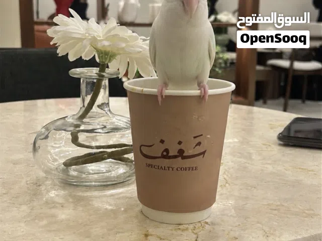 عصفور روز للبيع