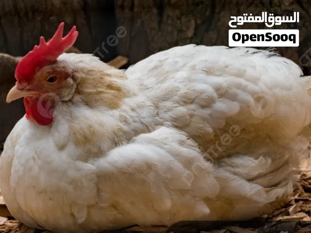 دجاجة بياضة