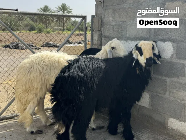 تيوس مخصايات وكباش اضاحي
