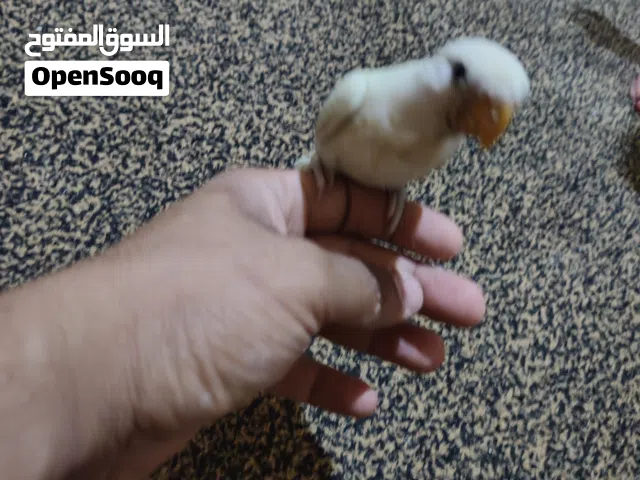 لي عشاق الترويض متوفر كوكتيل وبركدبلو
