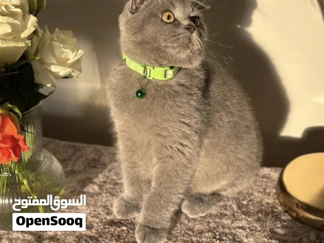 سكوتش فولد ذكر جميل ونظيف جدا