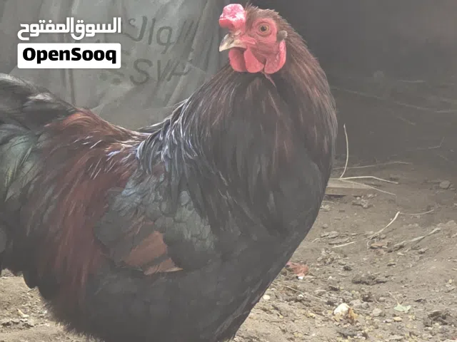 دجاج للبيع