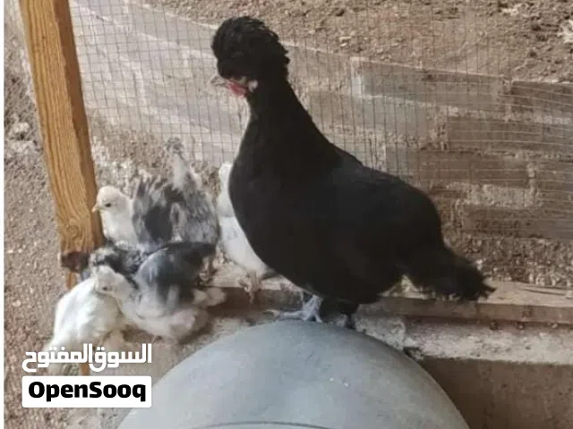 جاجه فرح ذيبا مع 9 صوصان