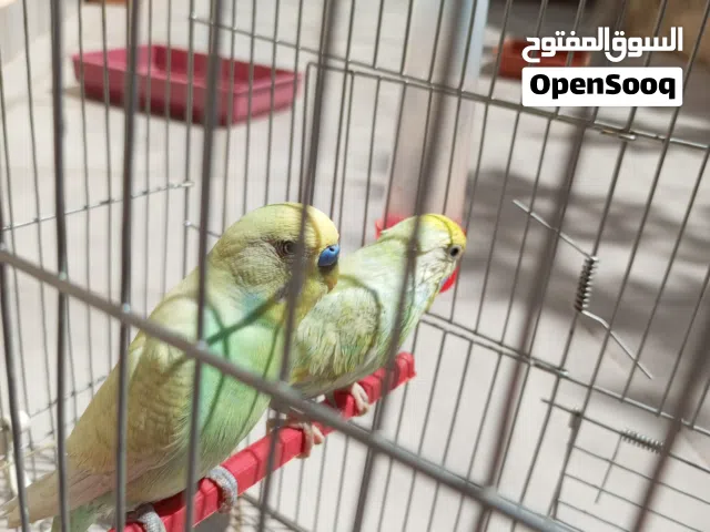 كوبيه ريبوا لون وحجم وطول ونضافه ربي ايبارك كوبيه مصوقره قريب علي دحي لي بطن تانيه