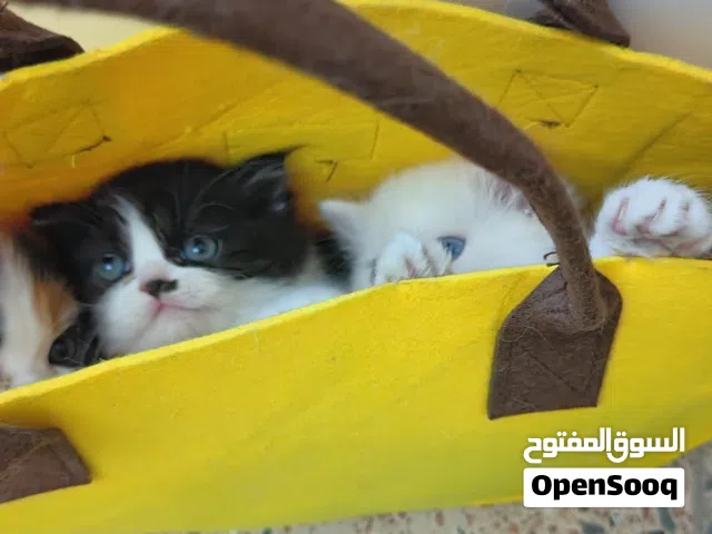 حيوانات/قطط عمر50يوم  النوع ثنين بيرشن واحد شيرازي