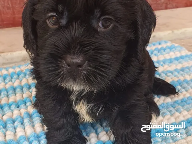 so cute puppy