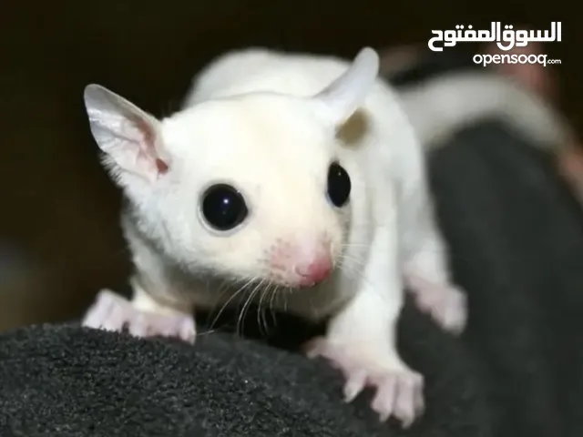 للبيع سنجاب شوقر قلايدر نادر ابيض