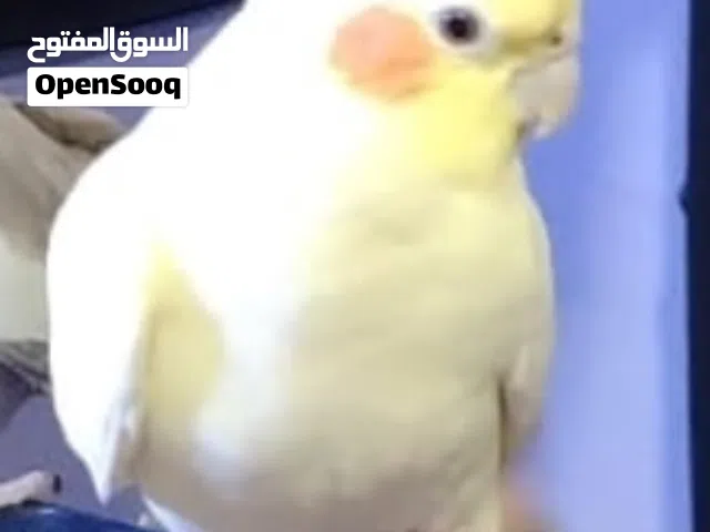 Beautiful white yellow cocatail bird available for sale with cage and food