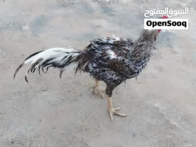 متاح ديك هندي لبيع