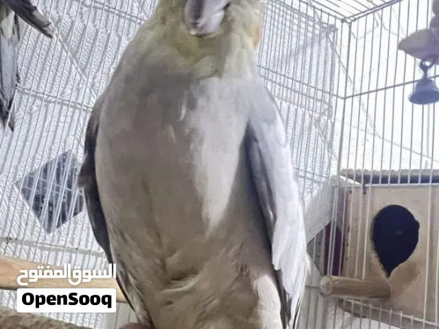 طيور كوكتيل أبيعهن شلع