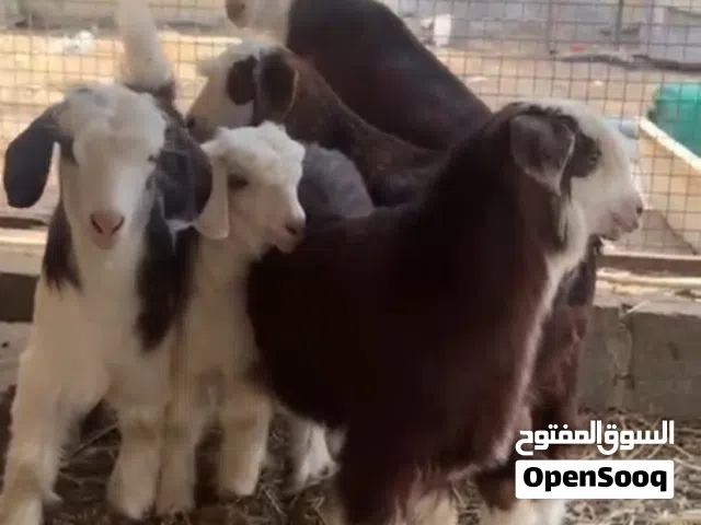 سخلان رحبيات