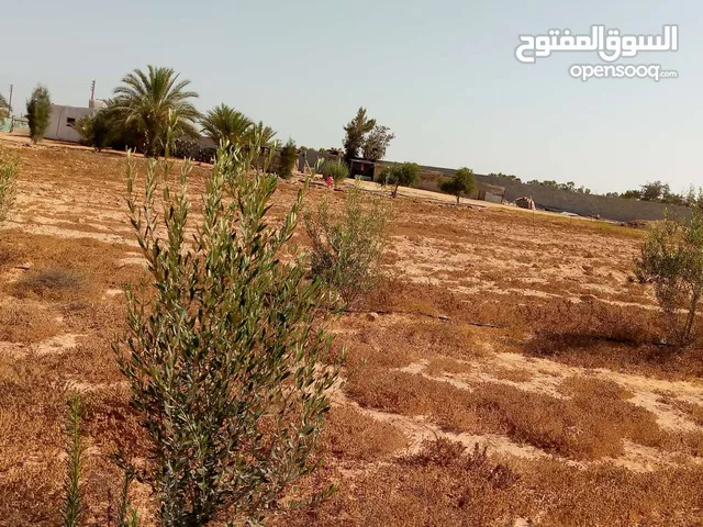 1000متر في مصراتة منطقة طمينة