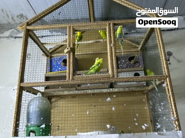 طيور لحب اربع ازواج واحد فحل امفتل هنه وال قفص لبيع )  المكان حي الحرار قرب تقاطع العسكري