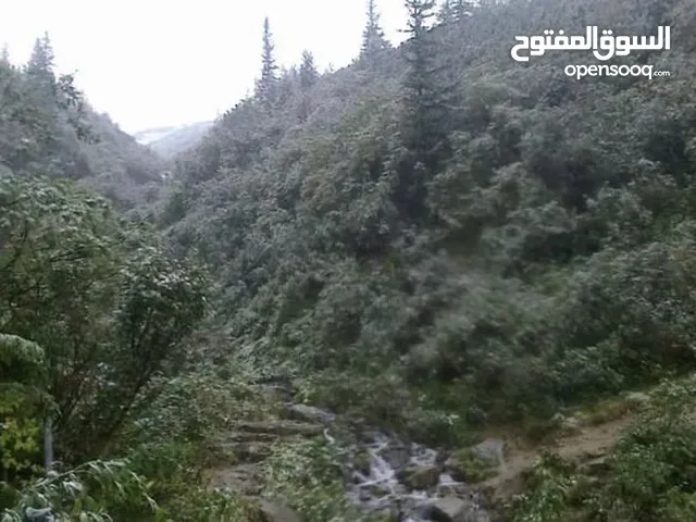 عمر ياسين