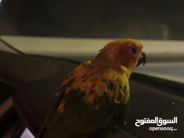 فرخ صن كنيور نهايه غر العمر 3-4 اشهر فيه خوف شوي بس بيتعود ان شاء اللله للبيع