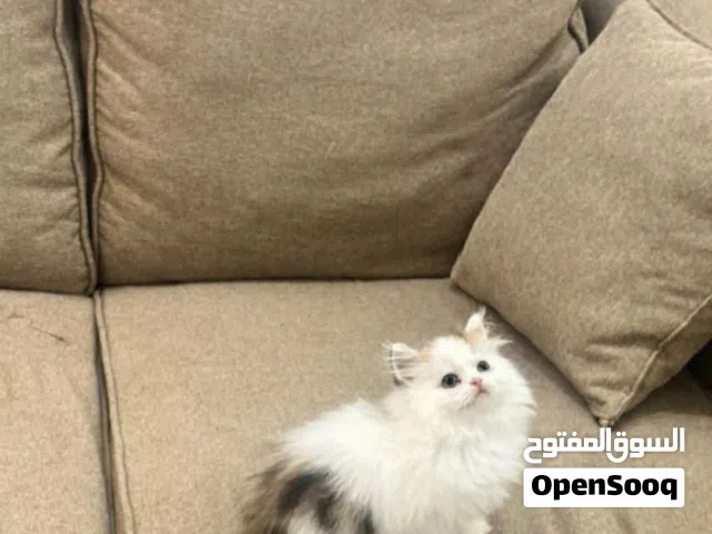 ذكر سكوتش للبيع