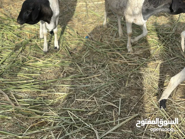 غنم صومالي للبيع