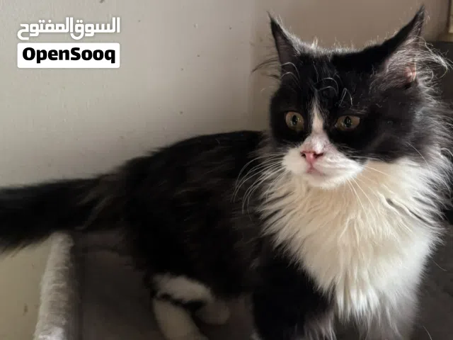 قطط مختلفة الاعمار و الحجم للتبني في الشارقة شرط مخافة الله فيها لانها ولدت في البيت ولم ترى الشارع