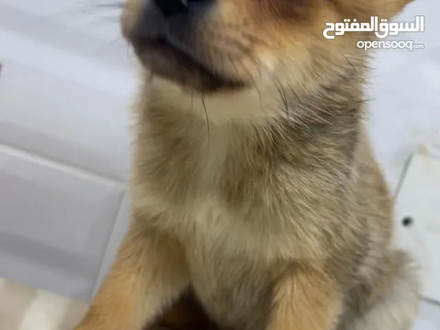 كلب شيواوا ذكر العمر شهران 60 يوم الصحة ممتازة لتواصل فقط واتساب