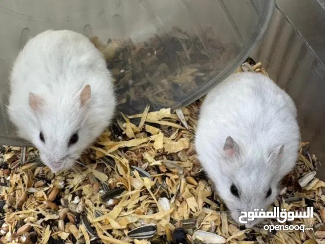 هامستر اليف