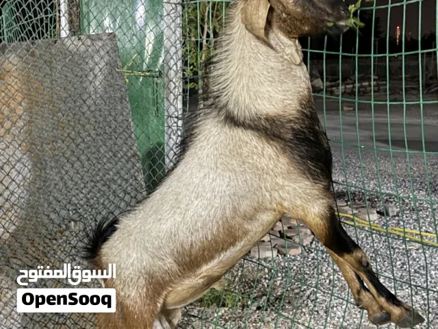 للبيع فحل دار أوعل شي طيب تبارك الله العمر سنه ونص