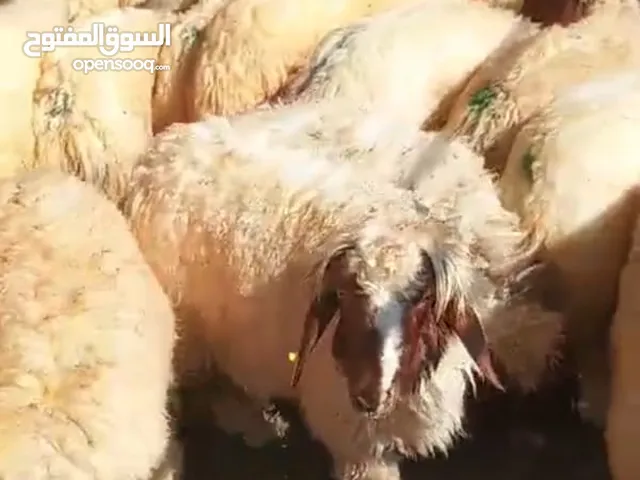 ذبيح للبيع طيبه سمان عزيمه ثلاجه يوجد توصيل مع ذبح اتغطيع على اختيارك يوحد تيوس طيبه عورض بلدي