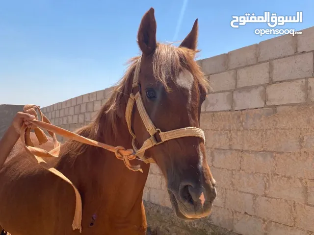 بصلات على سيدنا محمد وعلى اصحاب