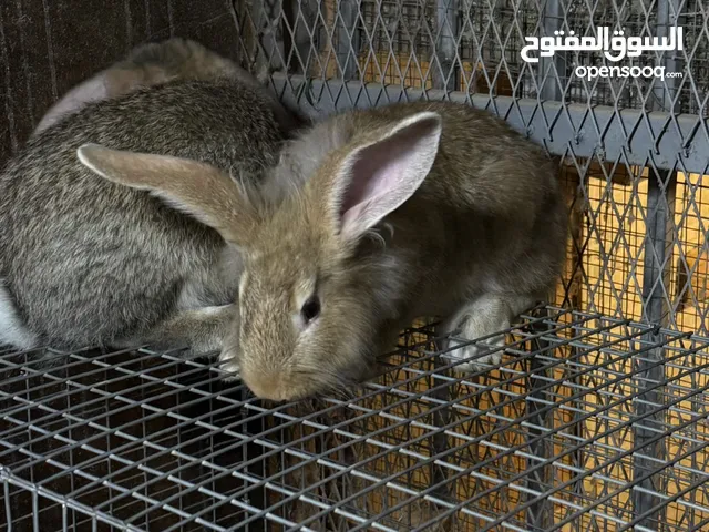 السلام عليكم