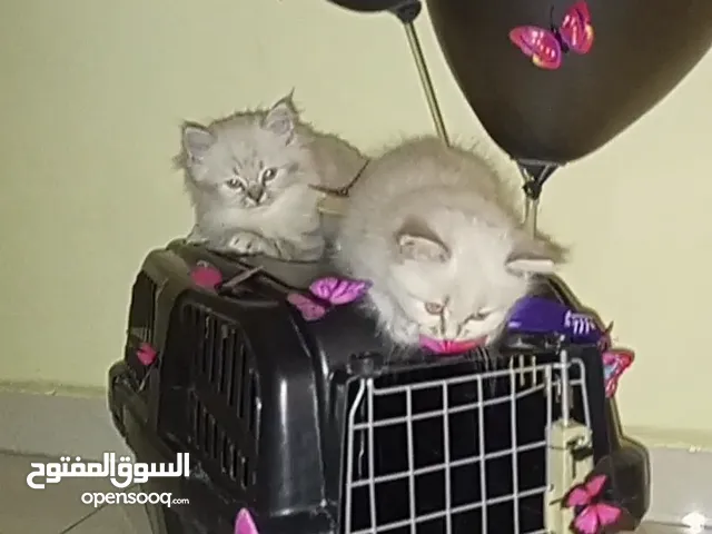 كتن متاحات هملايا بيكي فيس جمجمة عريضة