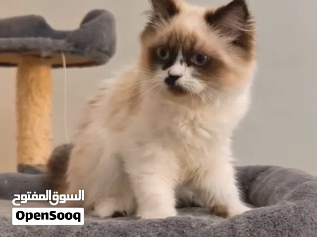 Ragdol female kitten