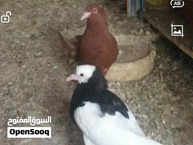 جوز فراخ فرخ احمر كنغ على منفاخ الأغلب فحل وفرخ اسود منفاخ على الأغلب طيرة من تحت حضان واحد في مادبا