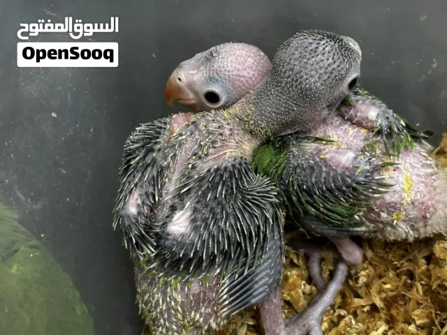 فروخ بيابي متو هندي انتاج البحرين حجم حلو لحق علييه لايروح عليك