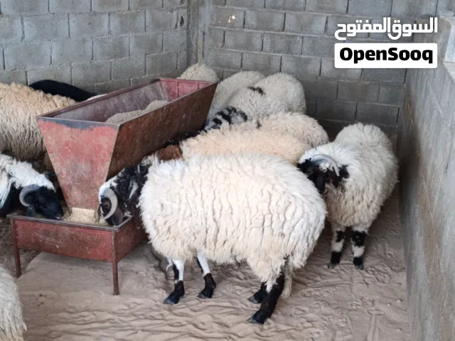 11 حولي للبيع الله ايبارك