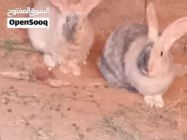 سلام عليكم  كوبيه  أرانب  الامنيات  ربي ابارك