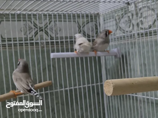 طيور زيبرا عدد 5 منتجين