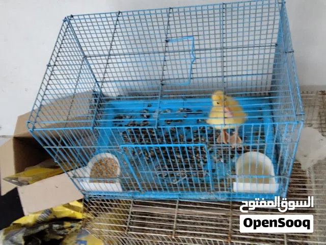 بطه الاليفه جدا