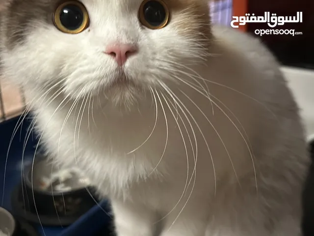 قطه بنت العمر سنه للبيع و طالبه التزاوج
