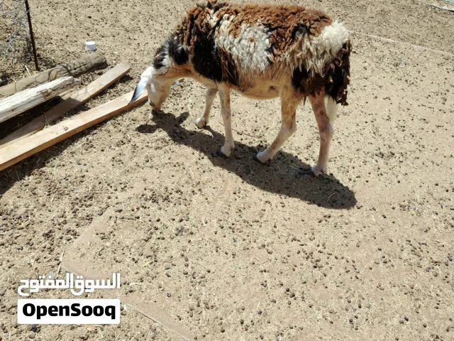 جاعدة محلية