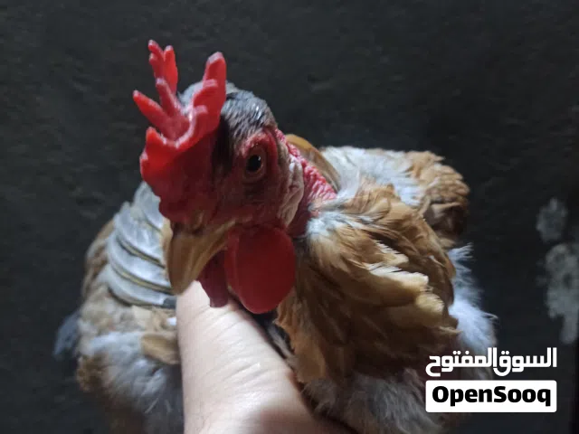 رجاءا اقرأ الوصف قبل لا تراسل