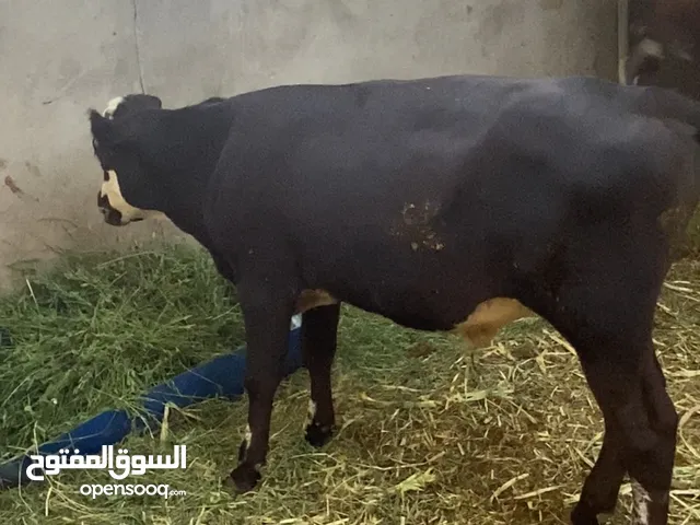 عجل طفاري مطعوم