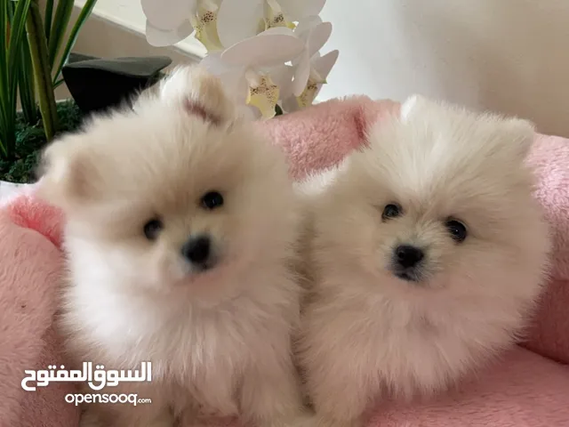Pomeranian Puppies male and female