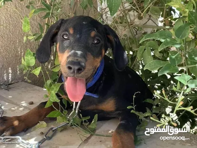 جرو أنثى دوبرمان عمر 70 يوم للبيع نشيط وصحي ومطعم