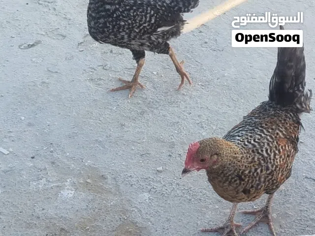 فراخ عمر 3 اشهر