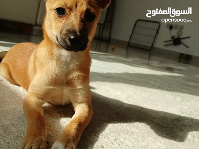 جرو شیوا وا عمرو 4اشهور ونص