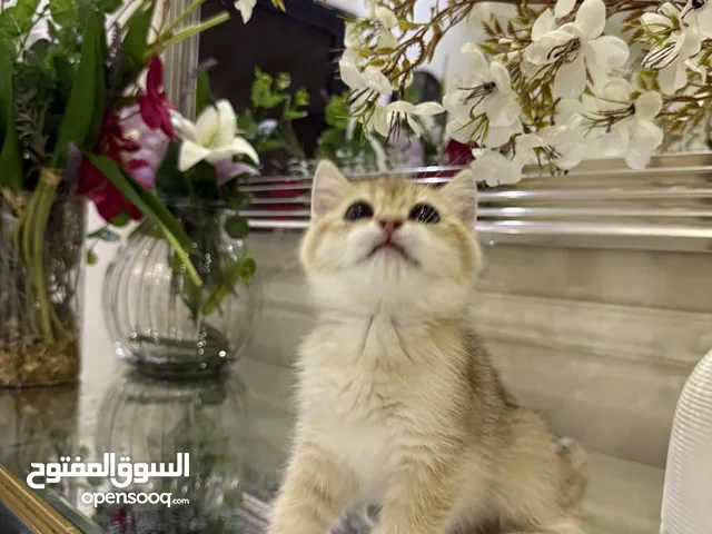 سكوتش كيتن بيور فولد ستريت قطط قطه