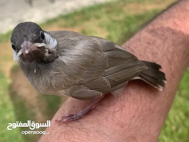 يوجد فراخ بلابل عراقية زق يدوي