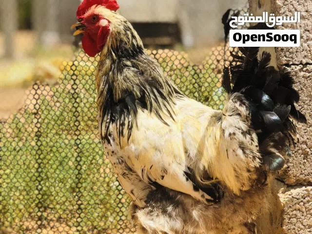 متوفر زوز فراريج براهمه سبرايت عملاق
